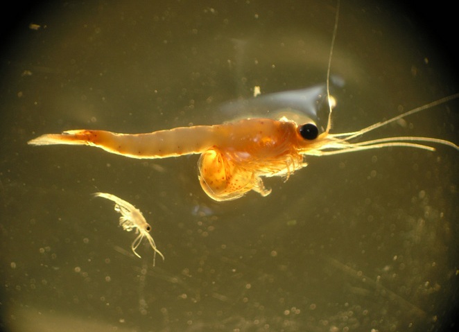 A microscope photo of two shrimp-like crustaceans. One is very large and red-tinged, while the other is very small and lacks pigment.